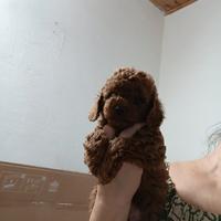 Cuccioli Barboncino Toy Red linea Asiatica,