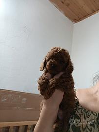 Cuccioli Barboncino Toy Red linea Asiatica,