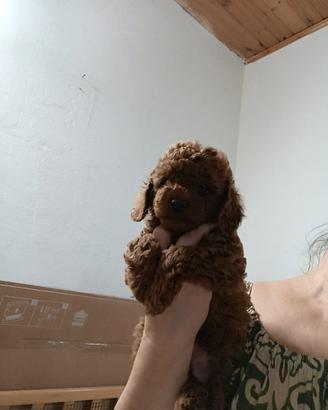 Cuccioli Barboncino Toy Red linea Asiatica,