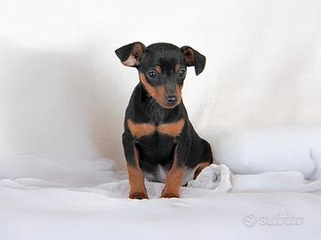 Pinscher Nano maschio nero focato