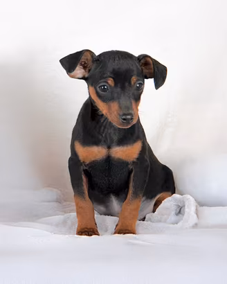 Pinscher Nano maschio nero focato