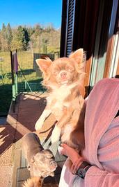 Monta chihuahua lilac stallone