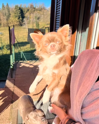 Monta chihuahua lilac stallone