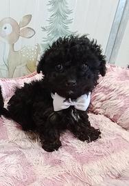 Maltipoo toy