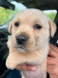 Vedo simili Labrador