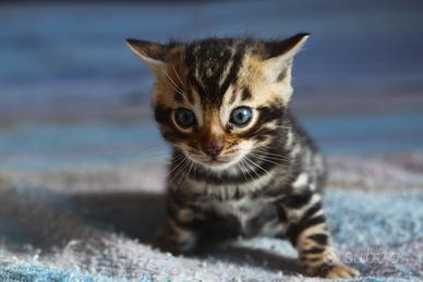 Gatti del bengala pedigree ANFI