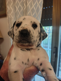 Cuccioli Dalmata