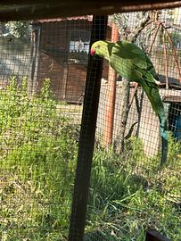 Parrocchetto dal collare