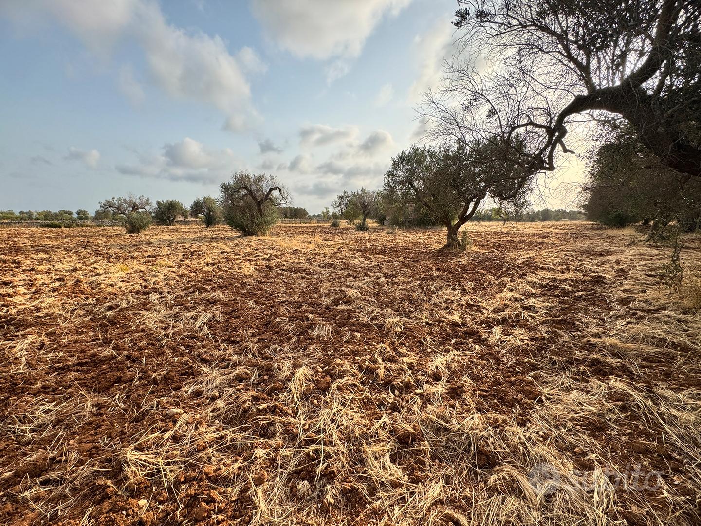 Terreno con uliveto - Vista 4