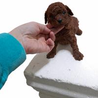 Barboncini toy piccoli