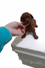 Barboncini toy piccoli