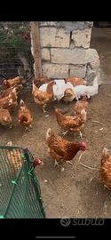 Galline