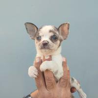 Cuccioli chihuahua maschi e femmine