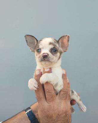 Cuccioli chihuahua maschietti