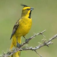 Coppia cardinale verde