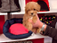 Immagine 11