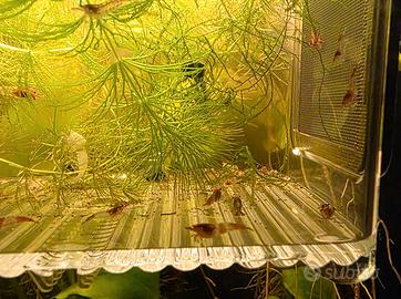Caridine red rili