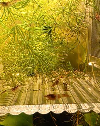 Caridine red rili