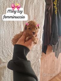 Barboncina mini toy
