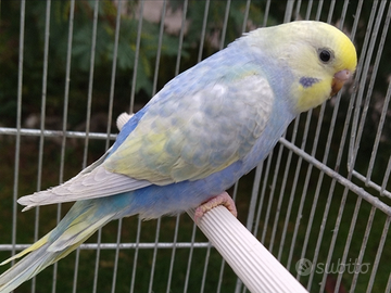 Cocorite rainbow e clearbody