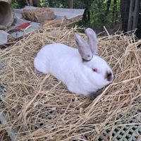 Conigli da carne californiani