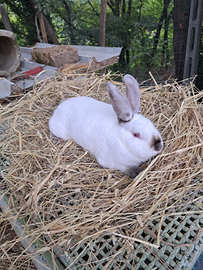 Conigli da carne californiani