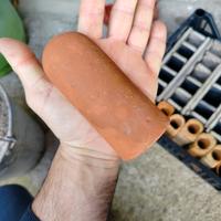 tane per riproduzione loricaridi