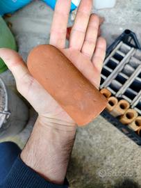 tane per riproduzione loricaridi