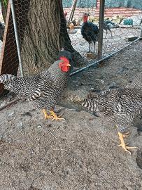 Gallo Amrock