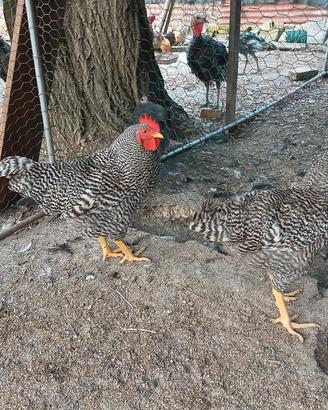 Gallo Amrock