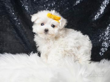 Cucciolo maschio di Maltese