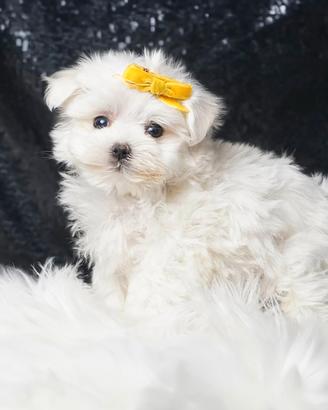 Cucciolo maschio di Maltese
