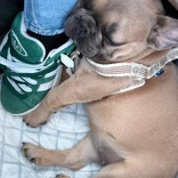 Bulldog francese femmina