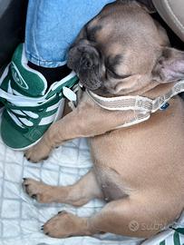 Bulldog francese femmina