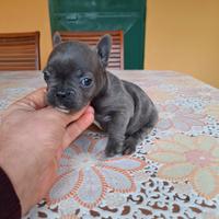 Cuccioli di bulldog frances