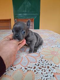 Cuccioli di bulldog frances
