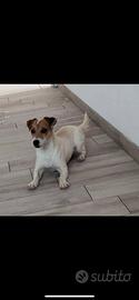 Cane jack Russell