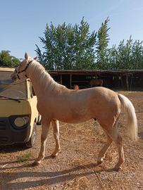 Cavallo