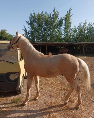 Cavallo