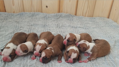 Cucciolo Amstaff