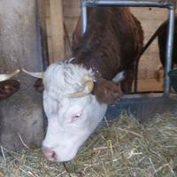 Manza Valdostana Gravida