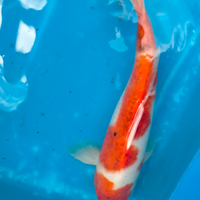 Carpa Koi goromo cm 30/33