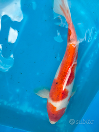 Carpa Koi goromo cm 30/33