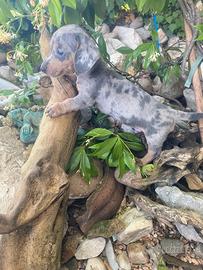 Bassotti Nani Arlecchino-Silver