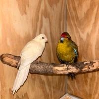 Kakariki