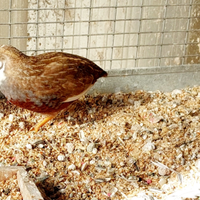 Quaglie cinesi