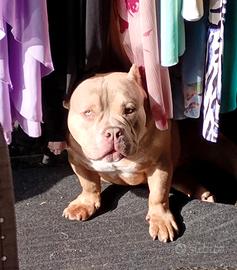Cucciolo American bully pocket top