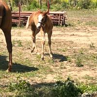 Puledra paint no color