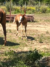 Puledra paint no color