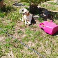 Cucciola setter inglese